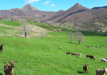 cantaltitude.fr - Gîte au coeur du pays vert